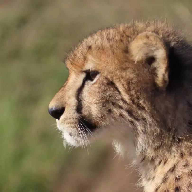 Cheetah On safari with Nanan Travel
