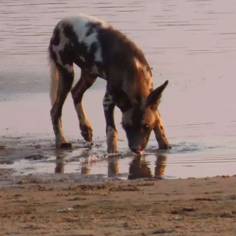 Wilddog On safari with Nanan Travel