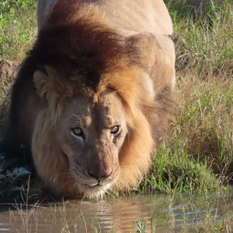 Lion On safari with Nanan Travel