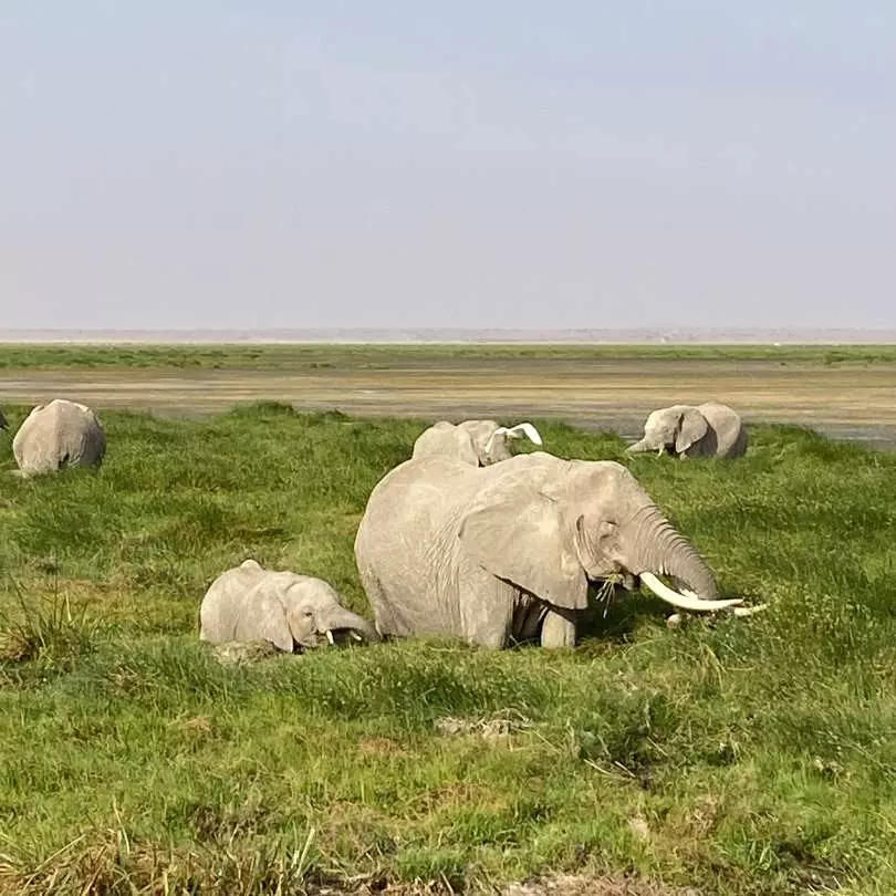 Elephants On safari with Nanan Travel