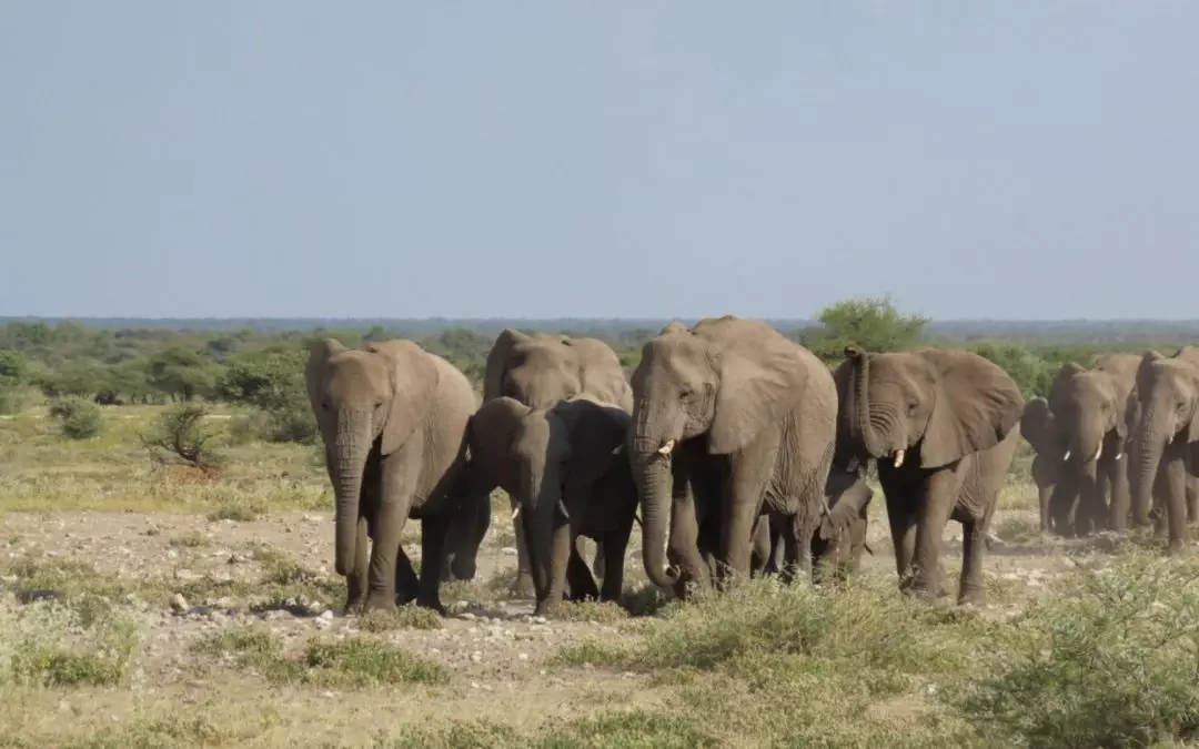 Guía Completa para Maximizar tu Experiencia en un Safari Africano