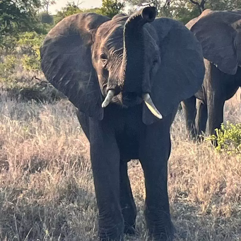 Selous Game Reserve (Tanzania) + Ruaha National Park (Tanzania) + Zuri Zanzibar (Zanzibar)