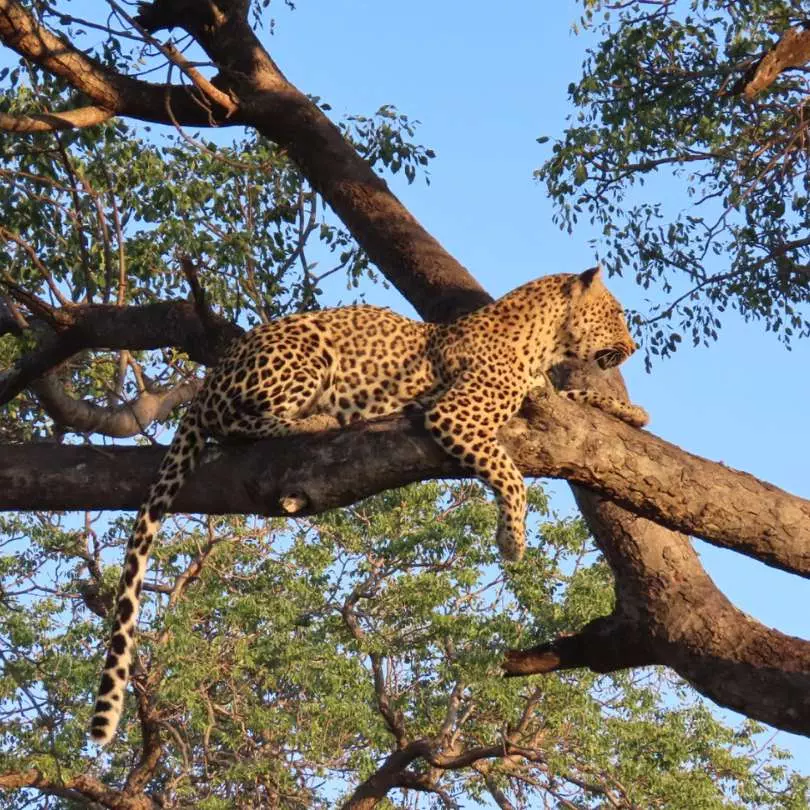 Selous Game Reserve (Tanzania) + Ruaha National Park (Tanzania) + Zuri Zanzibar (Zanzibar)