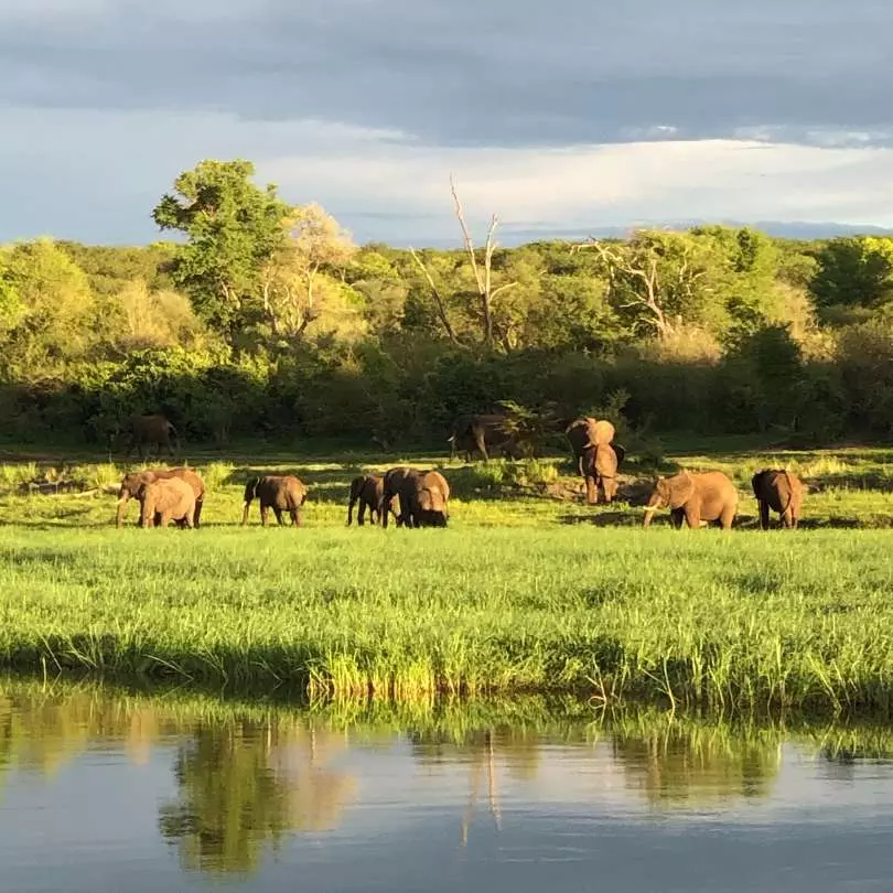 Chobe National Park (Botswana) + Victoria Falls (Zambia/Zimbabwe) + Lower Zambezi or Mana Pools (Zambia/Zimbabwe)