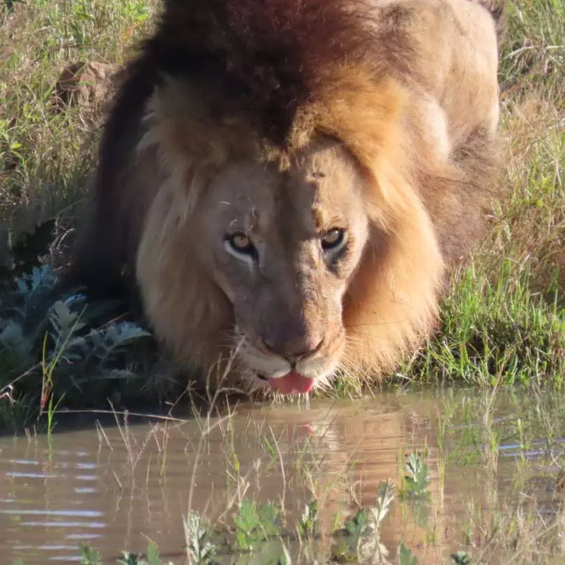 Kruger National Park (South Africa) + Phinda Private Game Reserve (South Africa) + Benguerra Island or Sussurro (Mozambique)