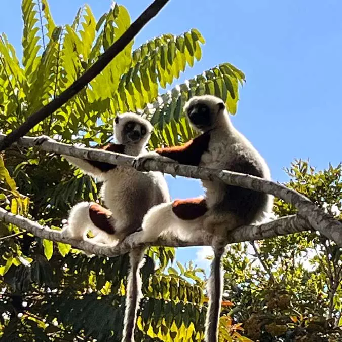 Madagascar_ A Biodiverse Haven of Seclusion