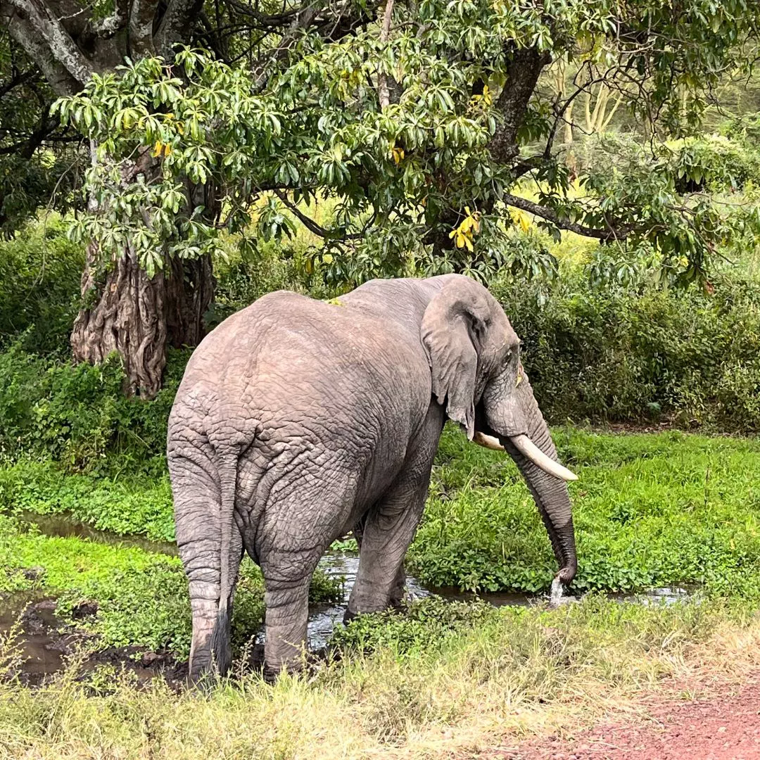 Selous Game Reserve (Tanzania) + Pemba Island (Tanzania) (2)