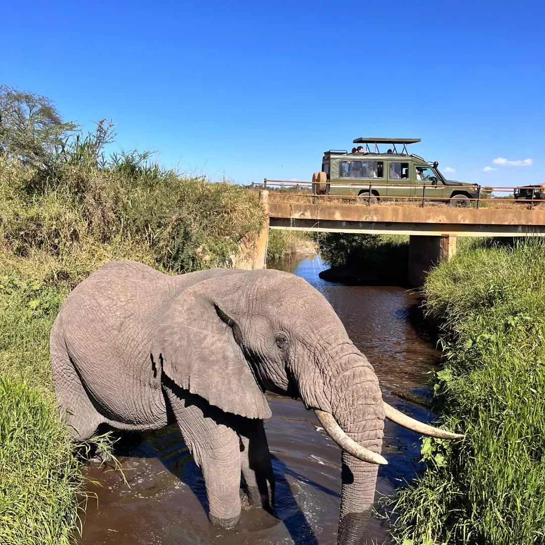 Serengeti (Tanzania) + Zanzibar (Tanzania)