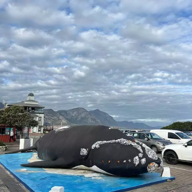 HERMANUS (3)
