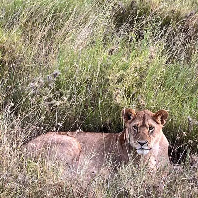 AFRICA WITH NANAN TRAVEL - Serengeti-Tanzania (10)