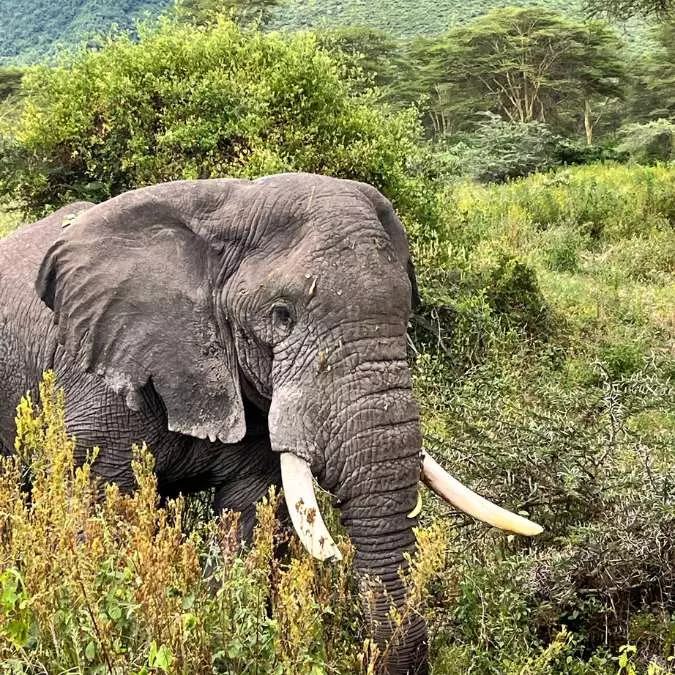 AFRICA WITH NANAN TRAVEL - Serengeti-Tanzania (13)