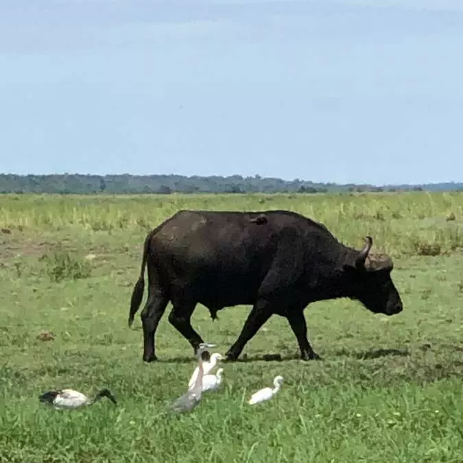Okavango Delta (11)
