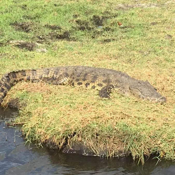 Okavango Delta (2)