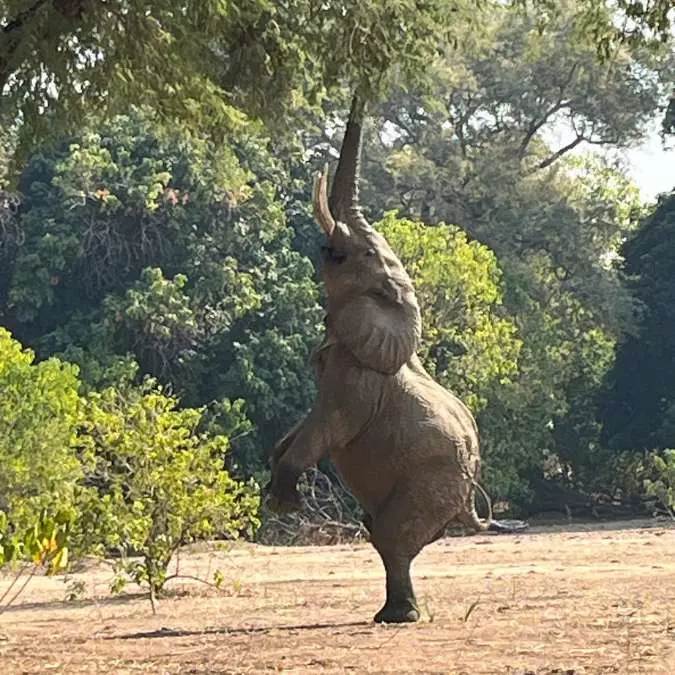 AFRICA WITH NANAN TRAVEL - Mana Pools (10)