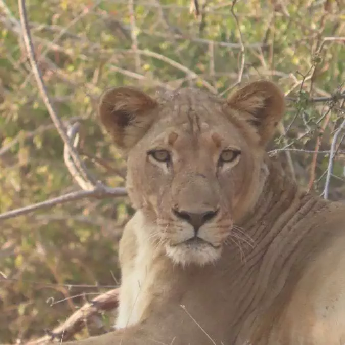 AFRICA WITH NANAN TRAVEL - Mana Pools (3)