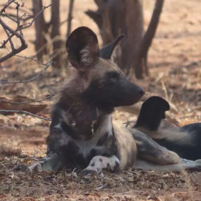 AFRICA WITH NANAN TRAVEL - Mana Pools (4)
