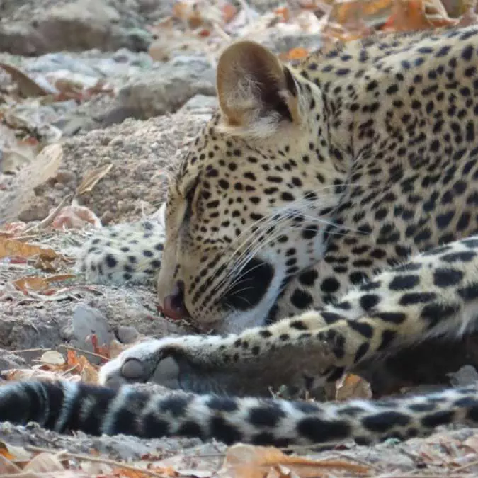 AFRICA WITH NANAN TRAVEL - Zambia (9)