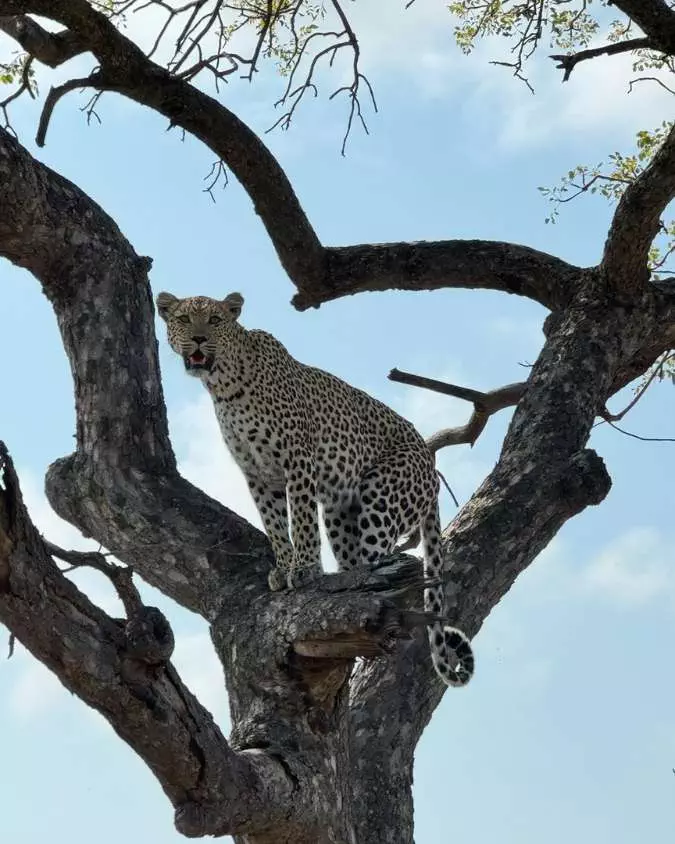 Nanan Travel - African Safari Nanan Travel - African Safari