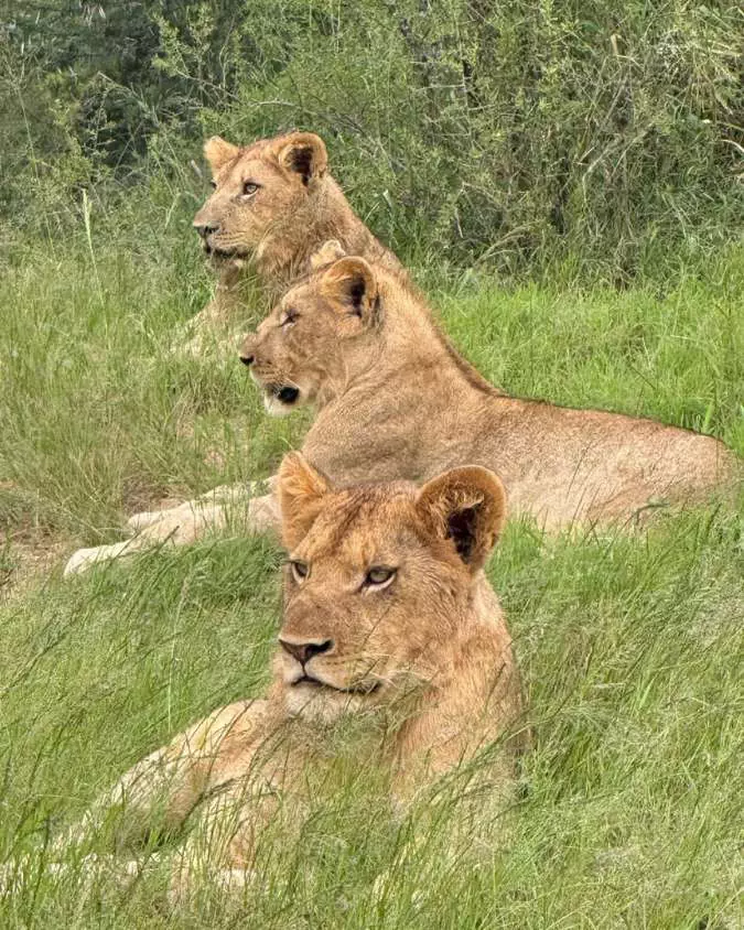 Nanan Travel - African Safari Nanan Travel - African Safari
