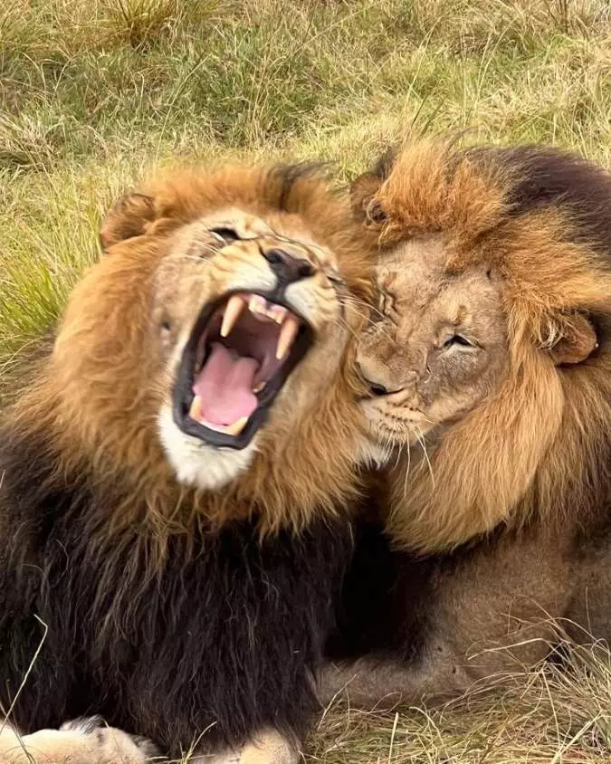 Nanan Travel - African Safari Nanan Travel - African Safari