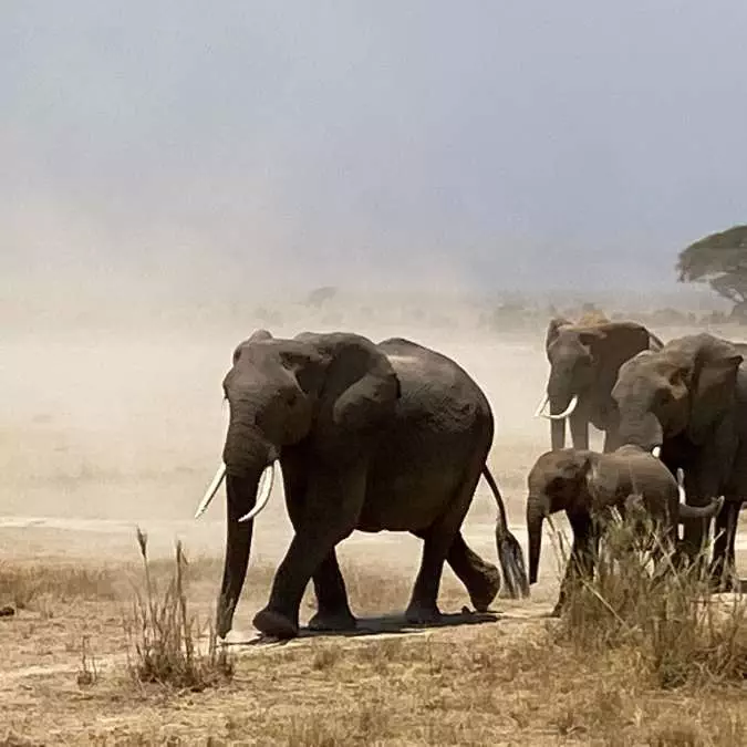 AFRICA WITH NANAN TRAVEL - Nanan Travel - Kenya - Amboseli