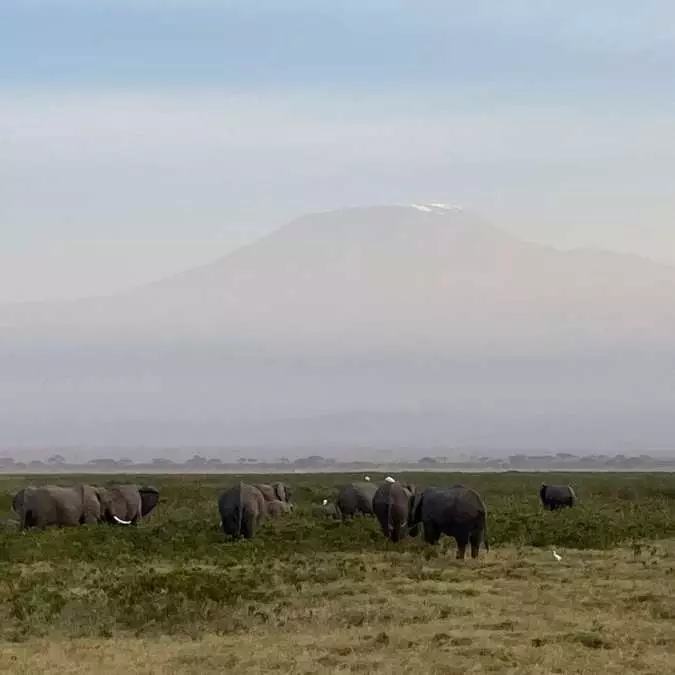 AFRICA WITH NANAN TRAVEL - Nanan Travel - Kenya - Amboseli Kilimanjaro AFRICA WITH NANAN TRAVEL - Nanan Travel - Kenya - Amboseli Kilimanjaro