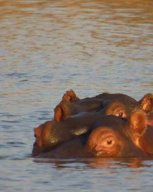 Nanan Travel - Balancing Luxury & Wilderness in African Safaris _ Ultimate Guide Nanan Travel - Balancing Luxury & Wilderness in African Safaris _ Ultimate Guide-hippos in the water