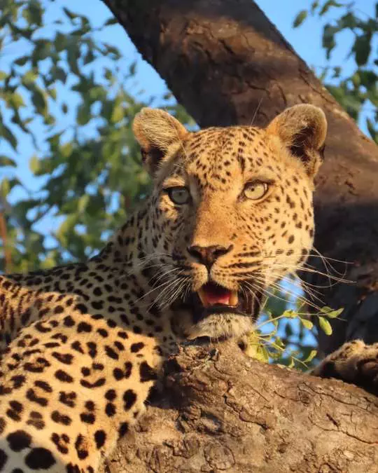 Nanan Travel - Balancing Luxury & Wilderness in African Safaris _ Ultimate Guide (4) Nanan Travel - Balancing Luxury & Wilderness in African Safaris _ Ultimate Guide-Leopard in tree