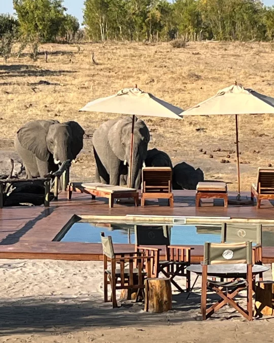Nanan Travel - Balancing Luxury & Wilderness in African Safaris _ Ultimate Guide (4) Nanan Travel - Balancing Luxury & Wilderness in African Safaris Ultimate Guide- Elephants at pool at lodge in Africa