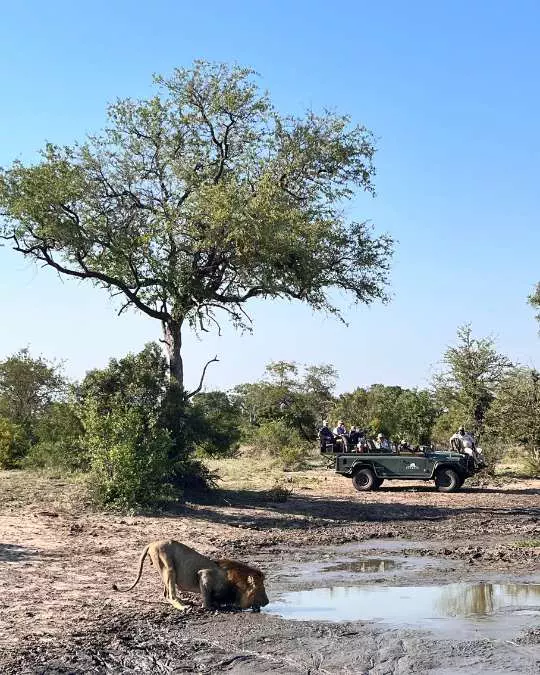 Nanan Travel - Balancing Luxury & Wilderness in African Safaris _ Ultimate Guide (6) Nanan Travel - Balancing Luxury & Wilderness in African Safaris _ Ultimate Guide-lion sighting on a safari