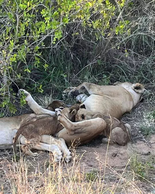 Nanan Travel - Balancing Luxury & Wilderness in African Safaris _ Ultimate Guide Nanan Travel - Balancing Luxury & Wilderness in African Safaris _ Ultimate Guide - Lioness and cubs<br />