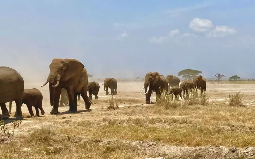 Amboseli Majesty: A Guide to Wildlife and Luxury Safaris in Kenya’s Iconic Elephant Paradise
