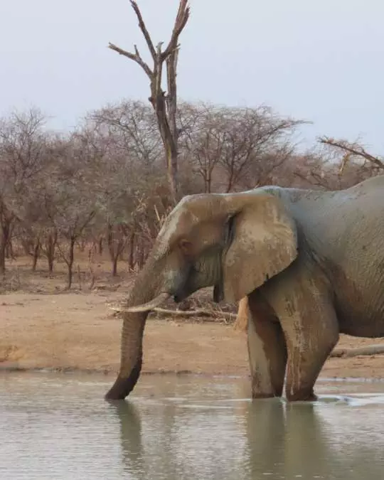 Nanan Travel - African Safari