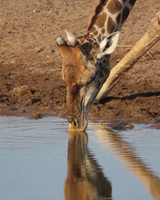 Nanan Travel - Balancing Luxury & Wilderness in African Safaris _ Ultimate Guide-Balloon Safari