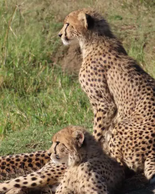 Nanan Travel - Balancing Luxury & Wilderness in African Safaris _ Ultimate Guide-viewing hippopotomus from lodge deck