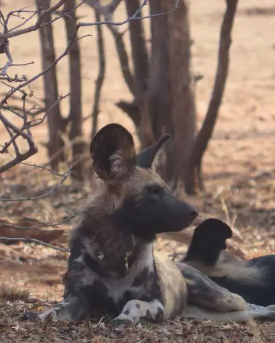 Nanan Travel - Balancing Luxury & Wilderness in African Safaris _ Ultimate Guide-viewing hippopotomus from lodge deck
