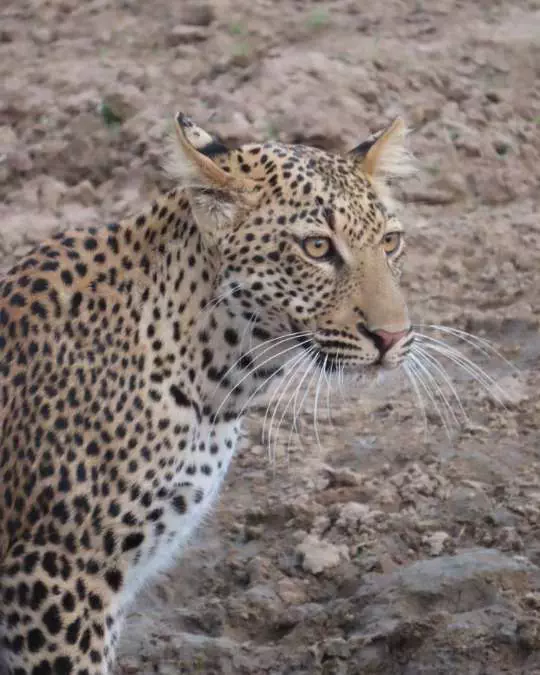 The Role of Travel Agents in Planning African Safaris (12) Nanan Travel - Balancing Luxury & Wilderness in African Safaris _ Ultimate Guide-Leopard in tree