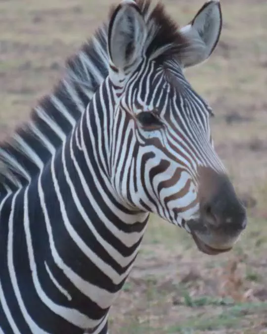 The Role of Travel Agents in Planning African Safaris (14) Nanan Travel - Balancing Luxury & Wilderness in African Safaris _ Ultimate Guide- clients on safari