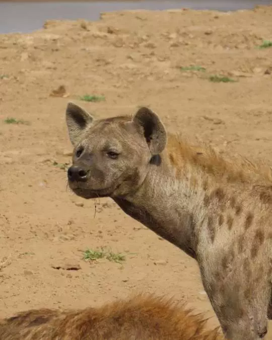 The Role of Travel Agents in Planning African Safaris (9) Nanan Travel - Balancing Luxury & Wilderness in African Safaris _ Ultimate Guide-Germna on safari with tide and time