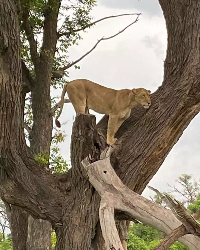 Nanan Travel - Family Luxury Safaris_ 5 Dream Destinations for All Ages - Botswana (3) Nanan Travel - Balancing Luxury & Wilderness in African Safaris _ Ultimate Guide-lion sighting on a safari
