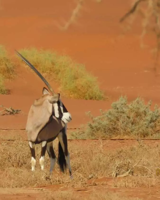 Nanan Travel - Family Luxury Safaris_ 5 Dream Destinations for All Ages - Namibia Nanan Travel - Balancing Luxury & Wilderness in African Safaris _ Ultimate Guide-clients on a safari-honeymoon