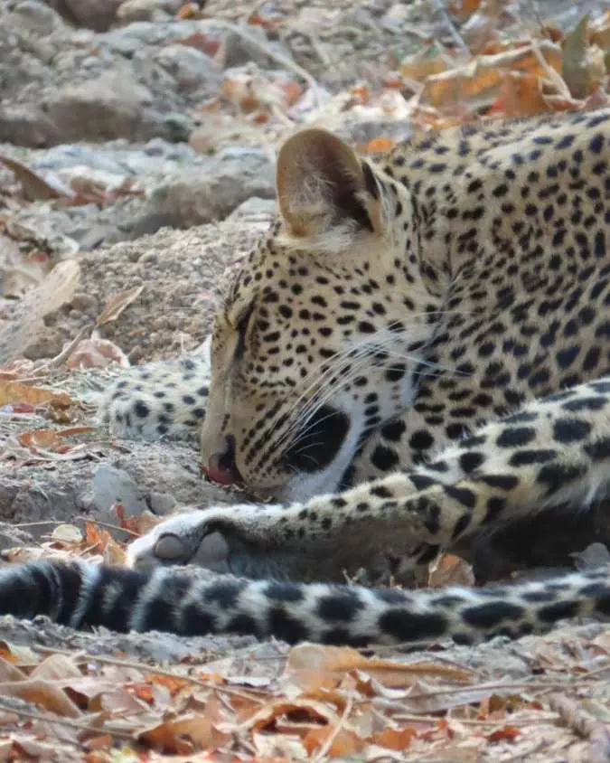 Nanan Travel - Family Luxury Safaris_ 5 Dream Destinations for All Ages - Zambia (3) Nanan Travel - Balancing Luxury & Wilderness in African Safaris _ Ultimate Guide-luxury accommodation