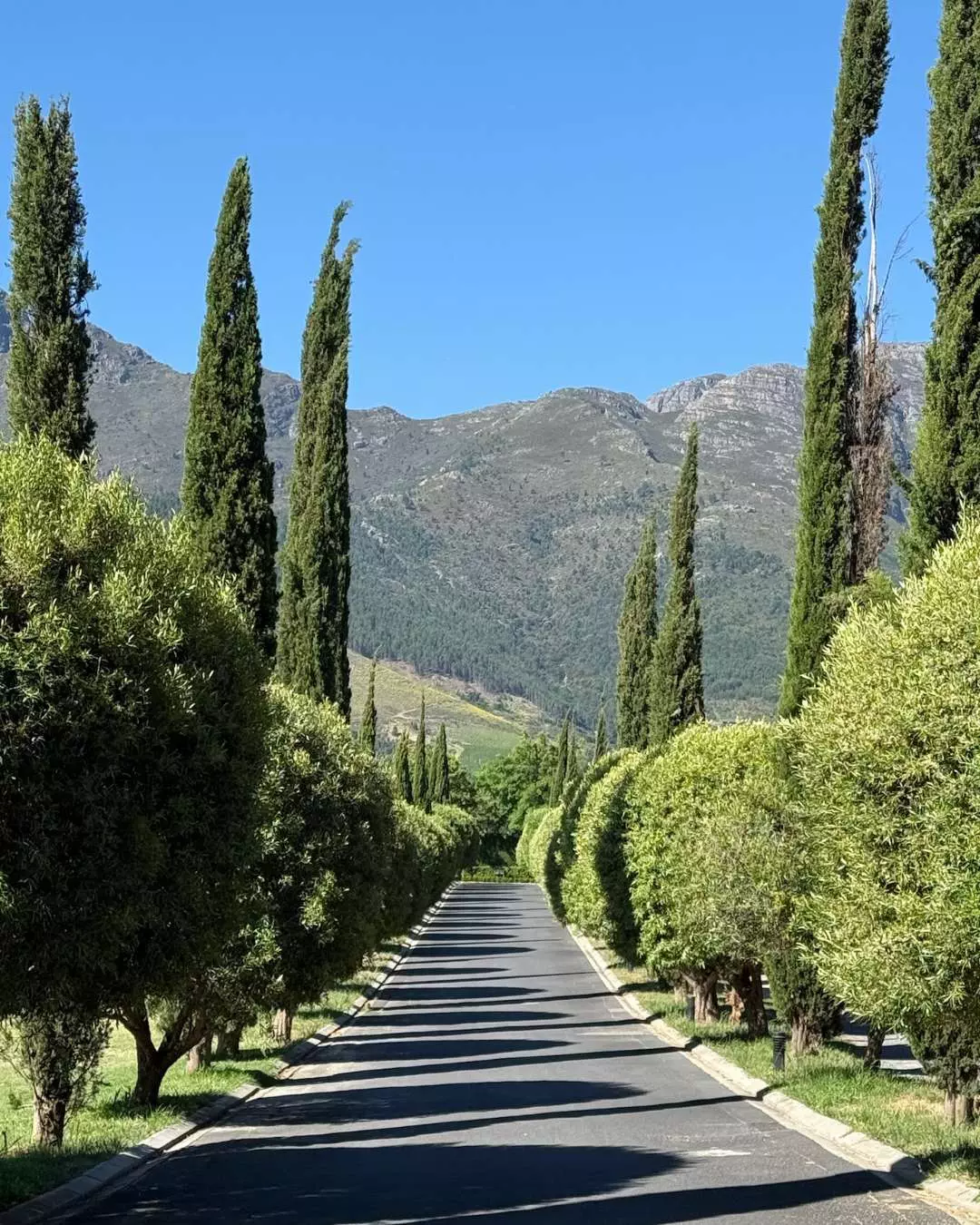 Nanan Travel - Vintage South Africa_ Five Wine Experiences Reserved for the Cultured Palate (2) Nanan Travel - Balancing Luxury & Wilderness in African Safaris _ Ultimate Guide - Lioness and cubs<br />