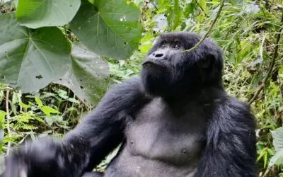 Uganda’s Living Wonders: Wildlife Encounters That Redefine the Safari Experience