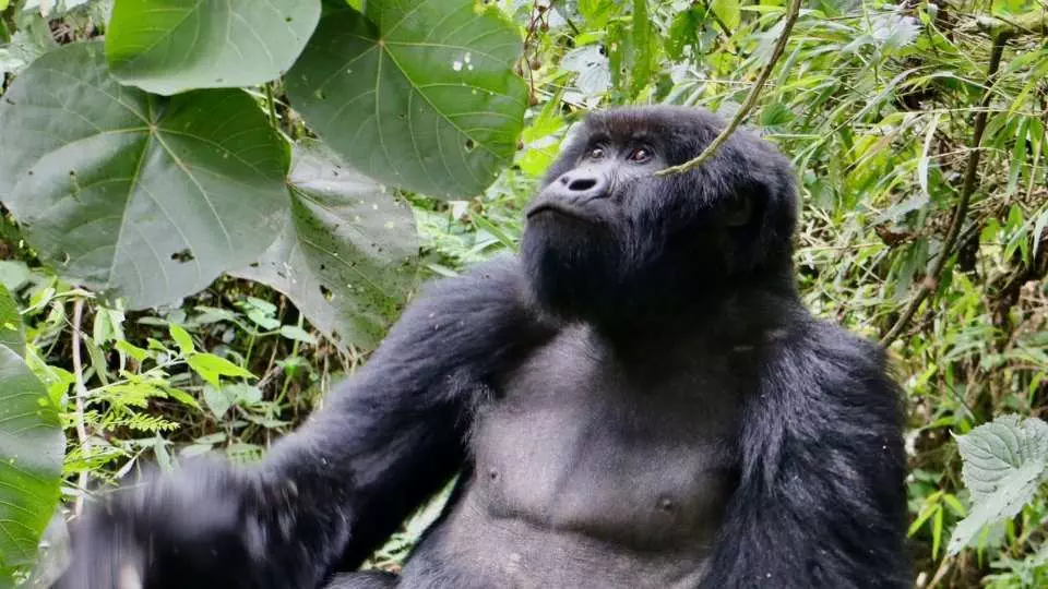 Maravillas Vivas de Uganda: Encuentros con la Fauna que Redefinen la Experiencia de Safari