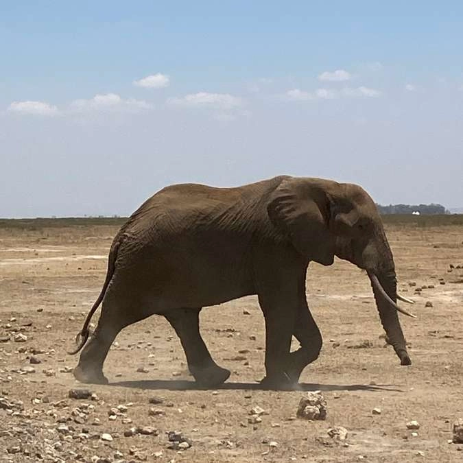 AFRICA WITH NANAN TRAVEL - Nanan Travel - Kenya - Amboseli