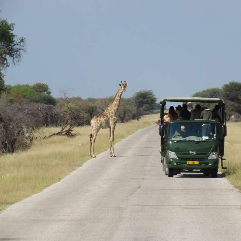 Namibia - Safari