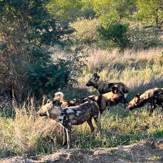 Zambia - Accommodation Zambia