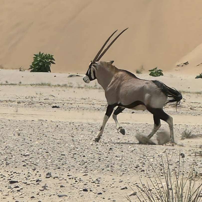 Etosha National Park (Namibia) + Sossusvlei (Namibia) + Skeleton Coast (Namibia)