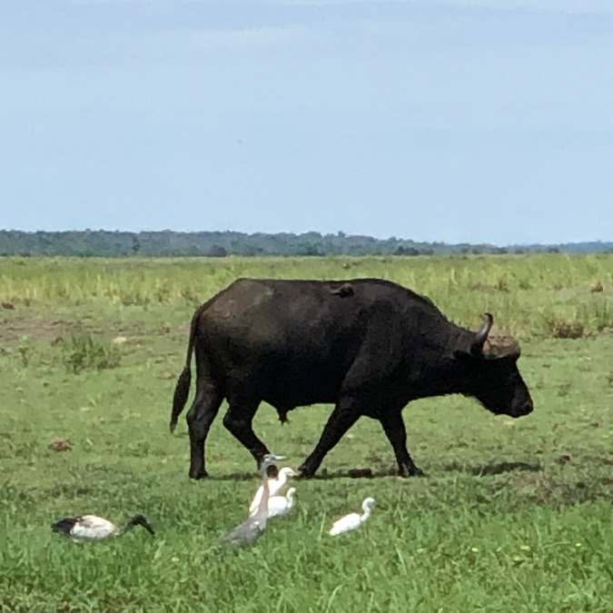 Okavango Delta (11)